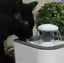 Bebedero Para Mascotas