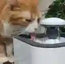 Bebedero Para Mascotas