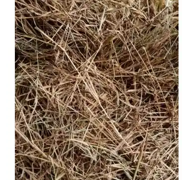 1kl Heno Conejos Conejillos De Indias