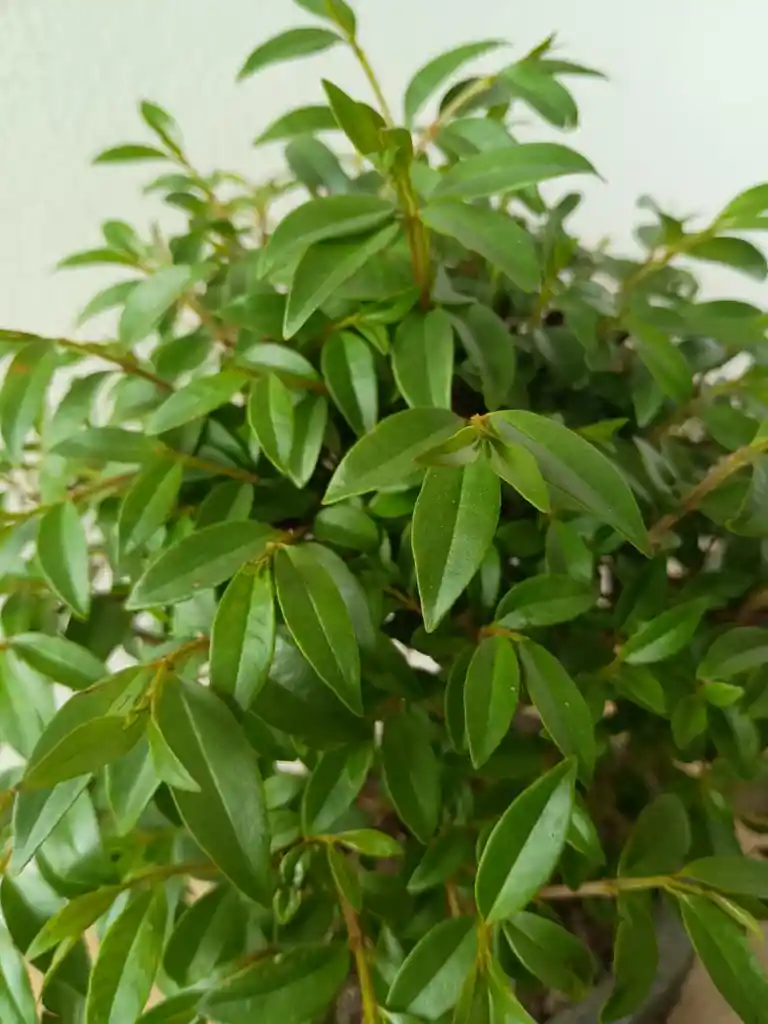 Bonsai Guayacan Grande