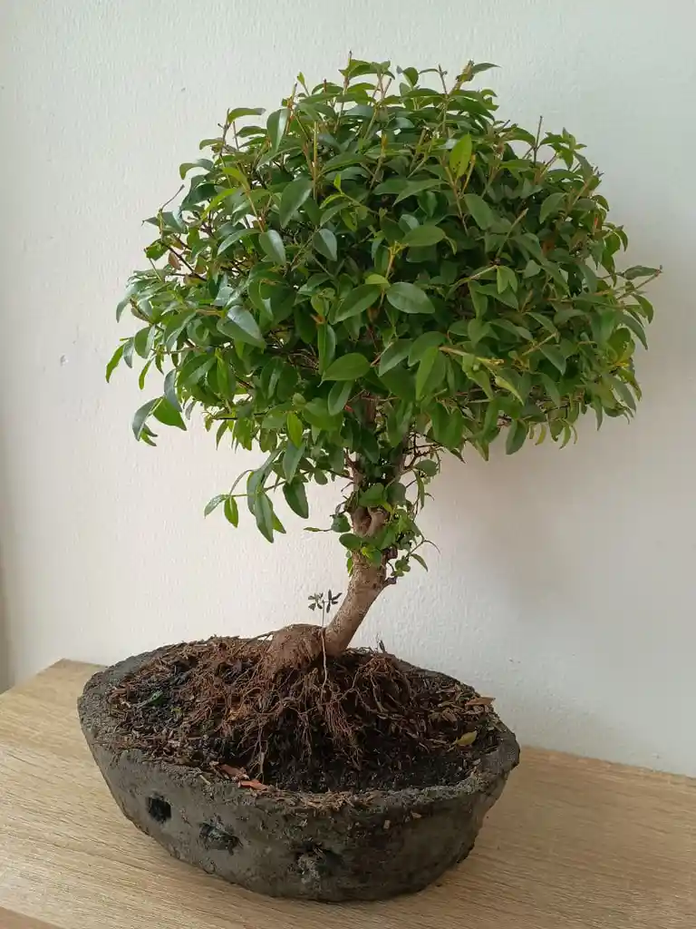 Bonsai Guayacan Grande
