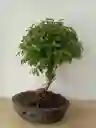 Bonsai Guayacan Grande
