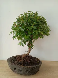 Bonsai Guayacan Grande