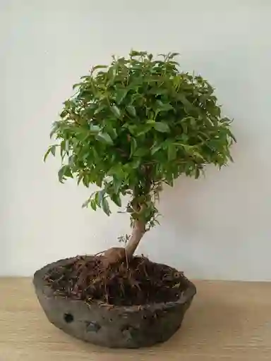 Bonsai Guayacan Grande