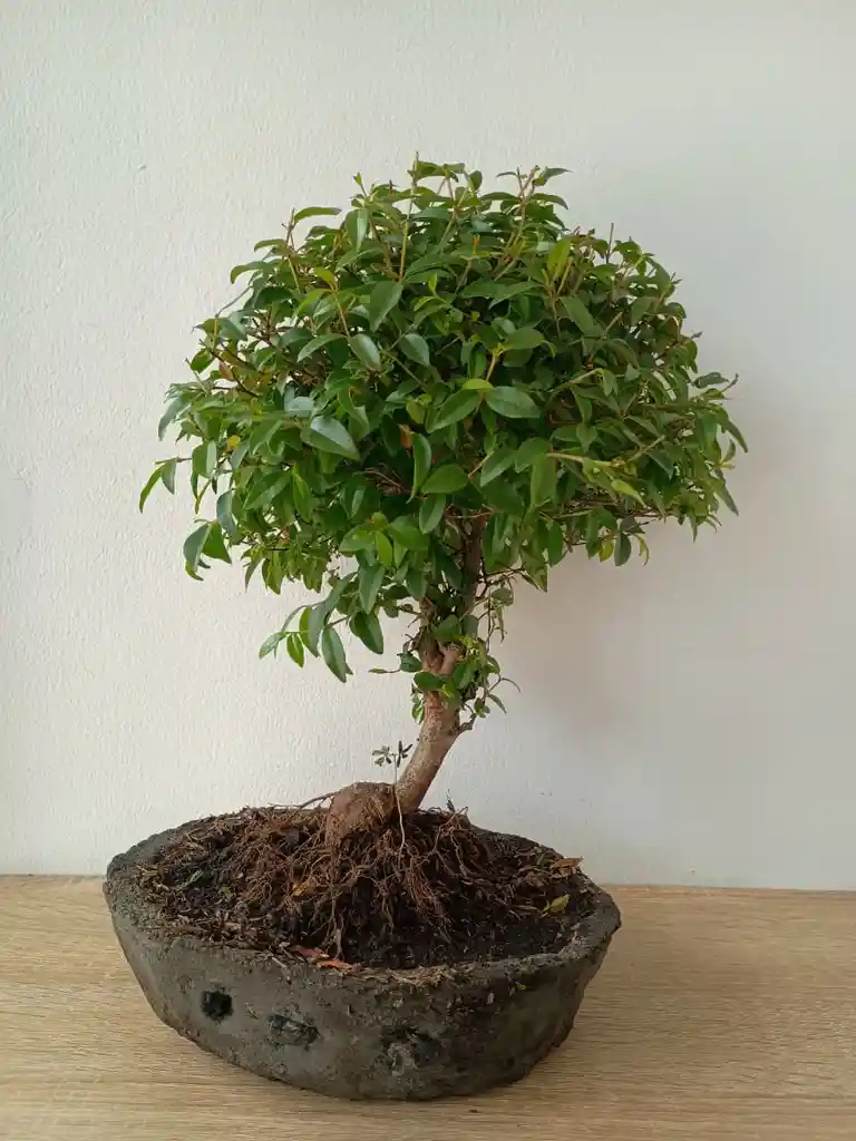 Bonsai Guayacan Grande
