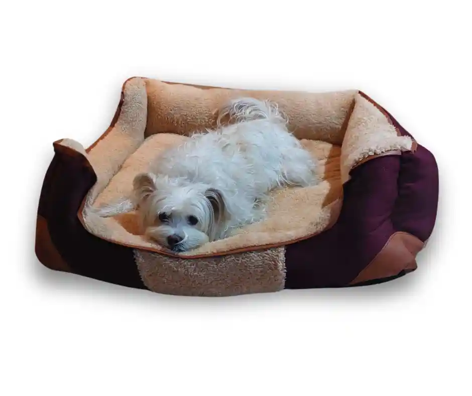 Cama Elite Comfort Talla S (incluye Seguro Medico)