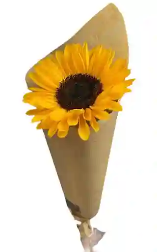 Girasol