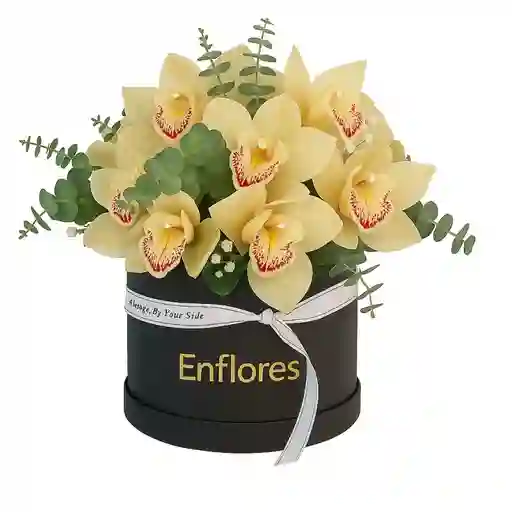 Caja Negra De Orquídeas Cymbidium
