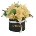 Caja Negra De Orquídeas Cymbidium