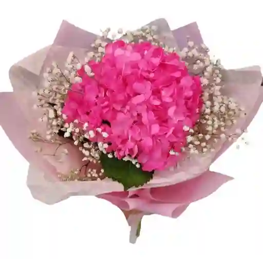 Hortensia