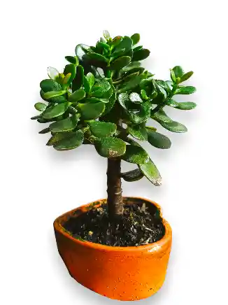 Bonsai Jade En Matera Corazón - Detalle Con Amor Para Regalo En Fecha Especial, San Valentín, Cumpleaños, Aniversario, Condolencias, Graduación, Felicitaciones Y Agradecimiento.