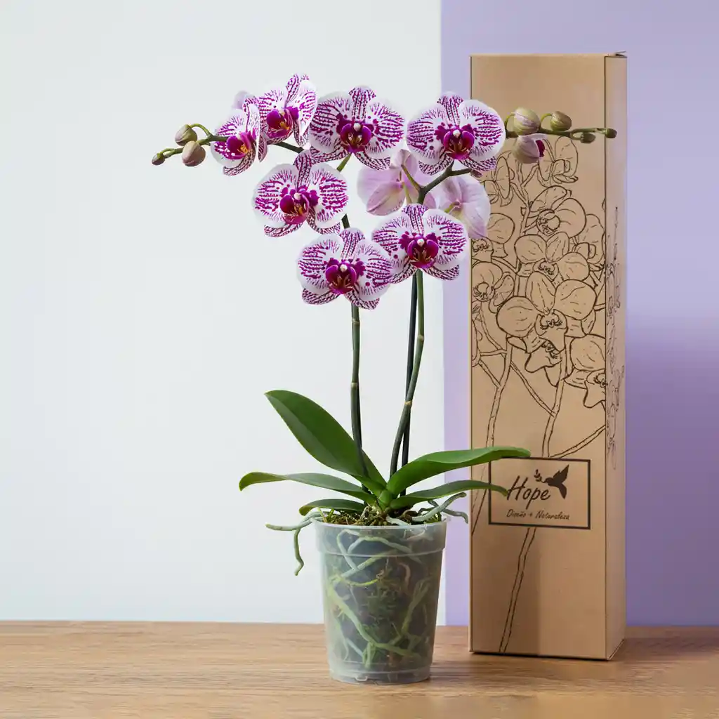 Orquídeas 2 Varas Variegadas Morado Y Blanco