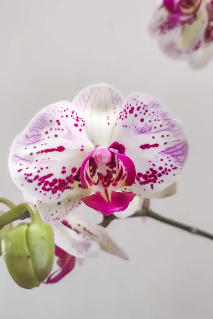 Orquídeas 2 Varas Variegadas Morado Y Blanco