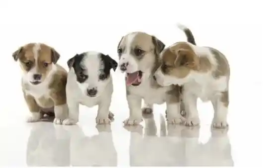 3 Kg De Cabanos + 3 Kg De Cocos