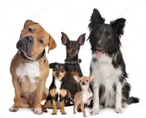 3 Kg De Cabanos + 3 Kg De Cocos