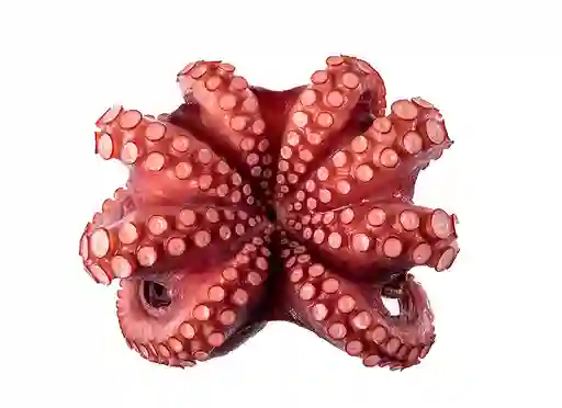 Pulpo Precocido