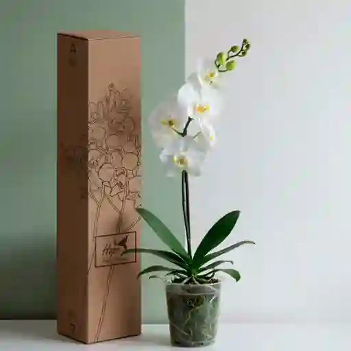 Orquidea De 1 Vara Blanca