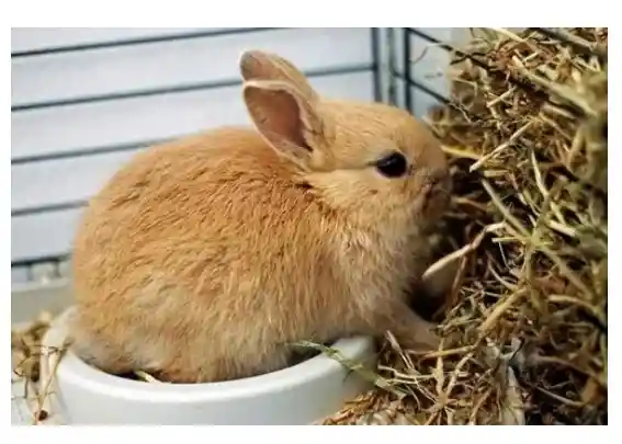 2kl Heno + 4kl Concentrado