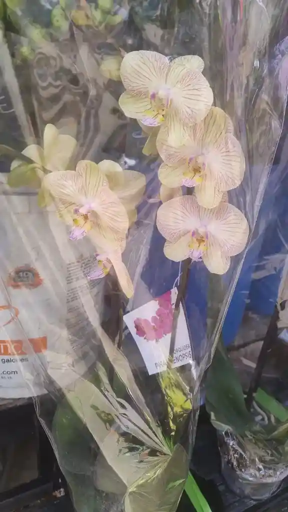 Orquidea De Amor ( Color A Disponibilidad)