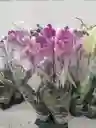 Orquidea De Amor ( Color A Disponibilidad)