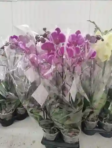 Orquidea De Amor ( Color A Disponibilidad)