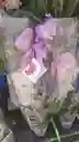 Orquidea De Amor ( Color A Disponibilidad)