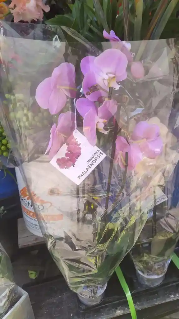 Orquidea De Amor ( Color A Disponibilidad)