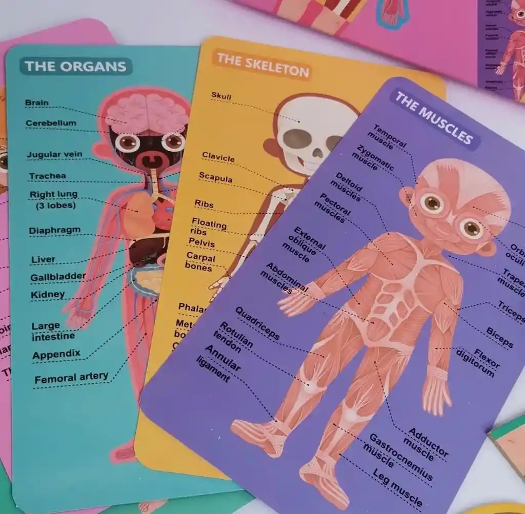 Rompecabezas Cuerpo Humano Con Tarjetas Educativas