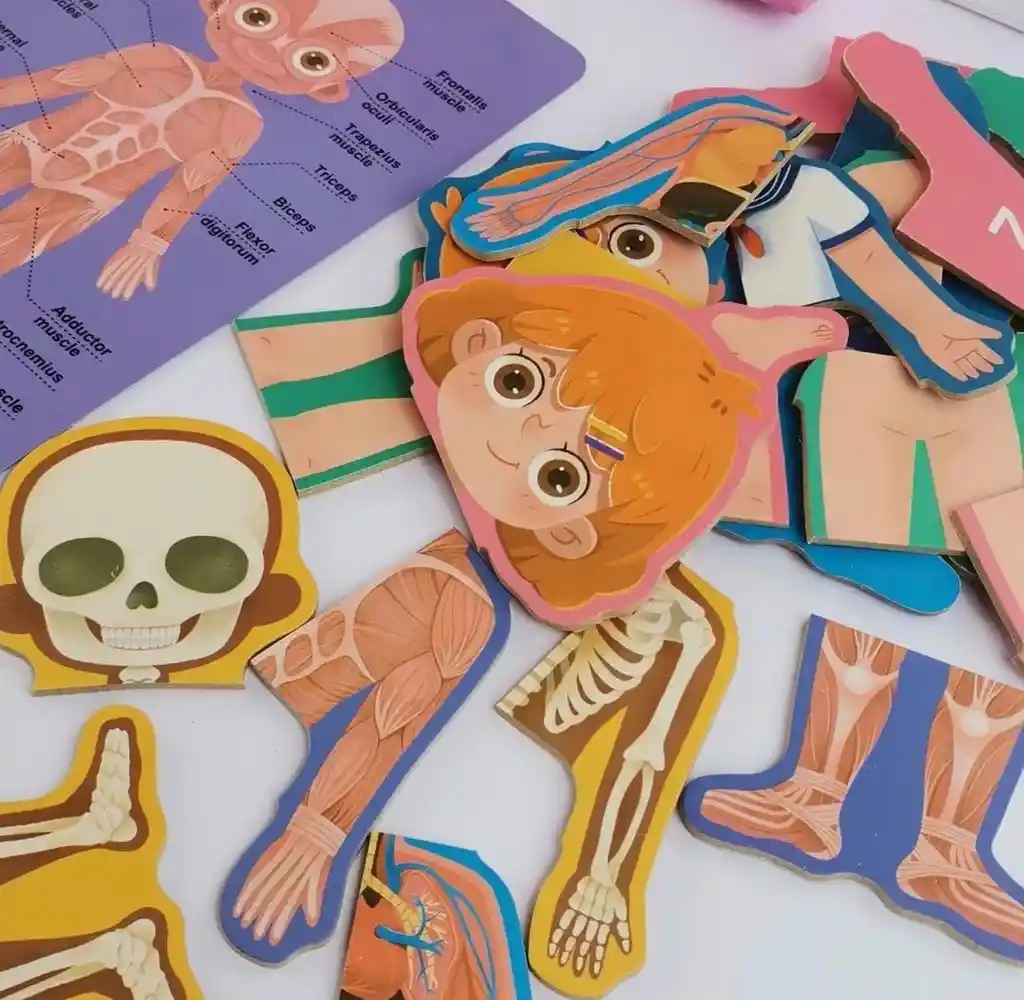 Rompecabezas Cuerpo Humano Con Tarjetas Educativas