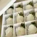 Coconut Box X12 Fresas
