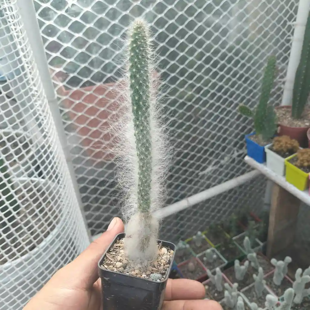 Cactus Opuntia Orbiculata P5