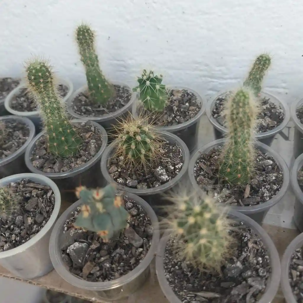 Un Cactus En Copa Ref15
