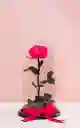Rosa Preservada Color Fucsia