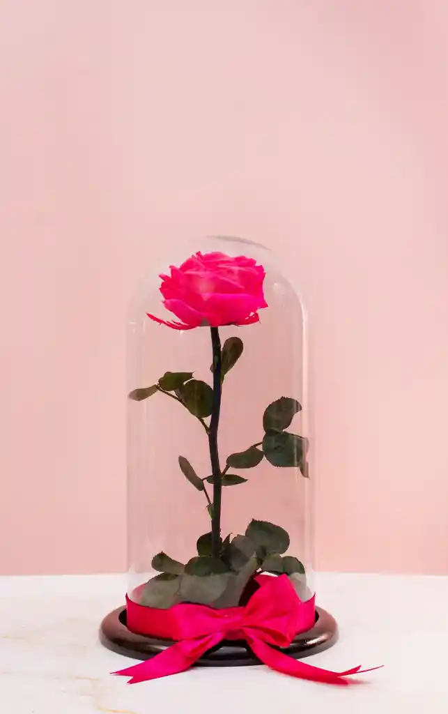 Rosa Preservada Color Fucsia