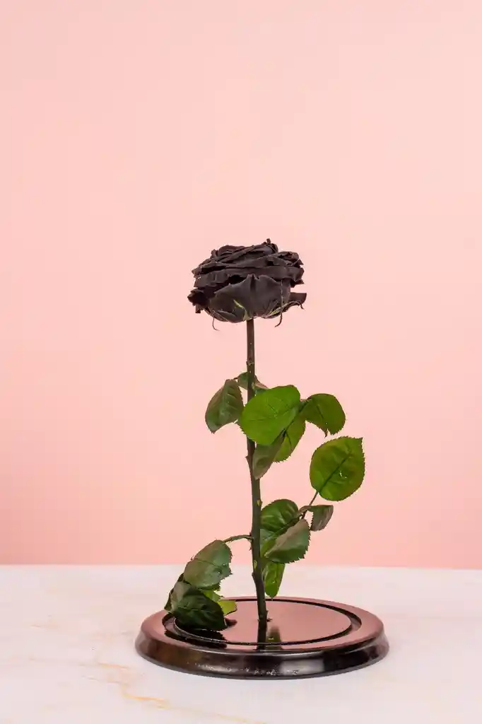 Rosa Preservada Color Negra