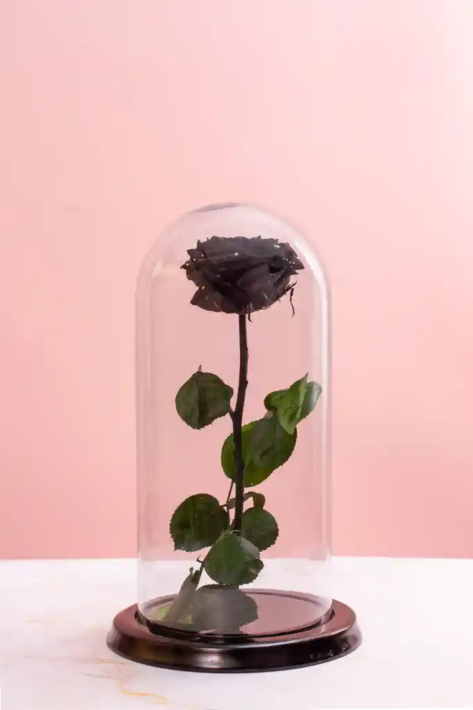 Rosa Preservada Color Negra
