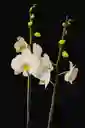 Orquidea Grande De 2 Varas Blanca Con Matera Blanca