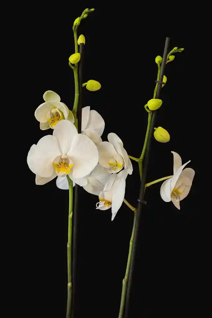 Orquidea Grande De 2 Varas Blanca Con Matera Blanca