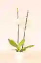 Orquidea Grande De 2 Varas Blanca Con Matera Blanca