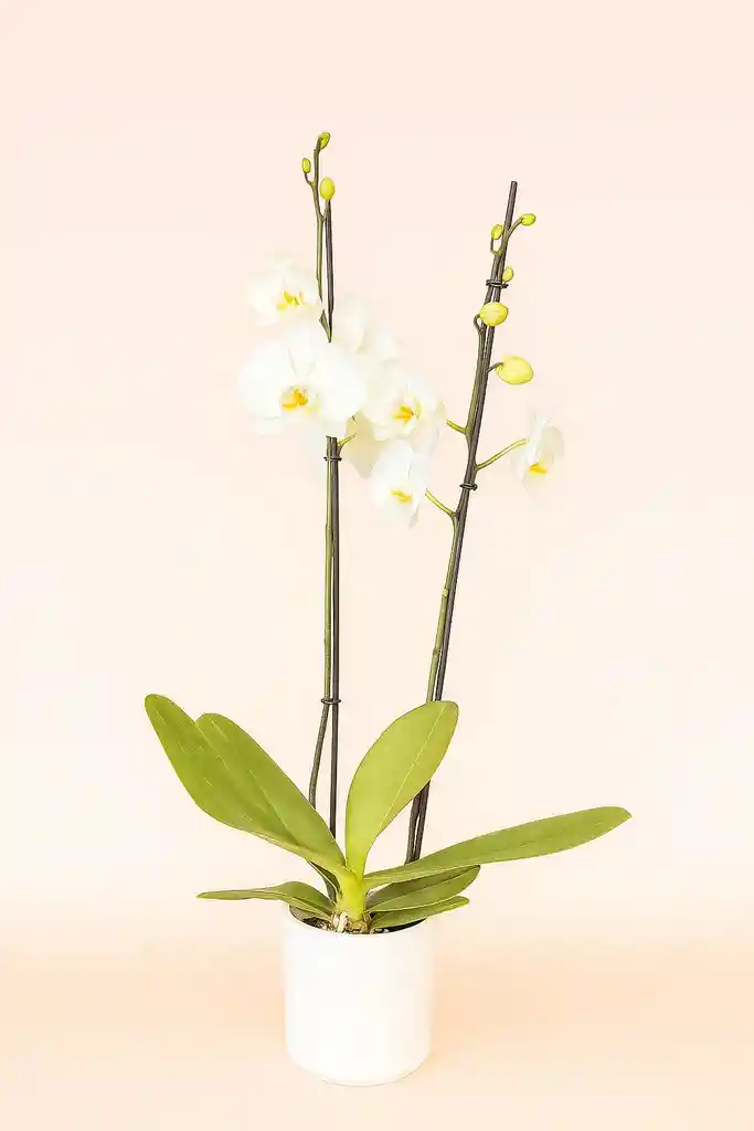 Orquidea Grande De 2 Varas Blanca Con Matera Blanca