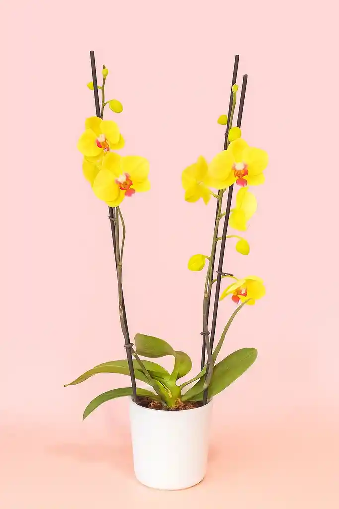 Orquidea Elite Amarilla De 3 Varas