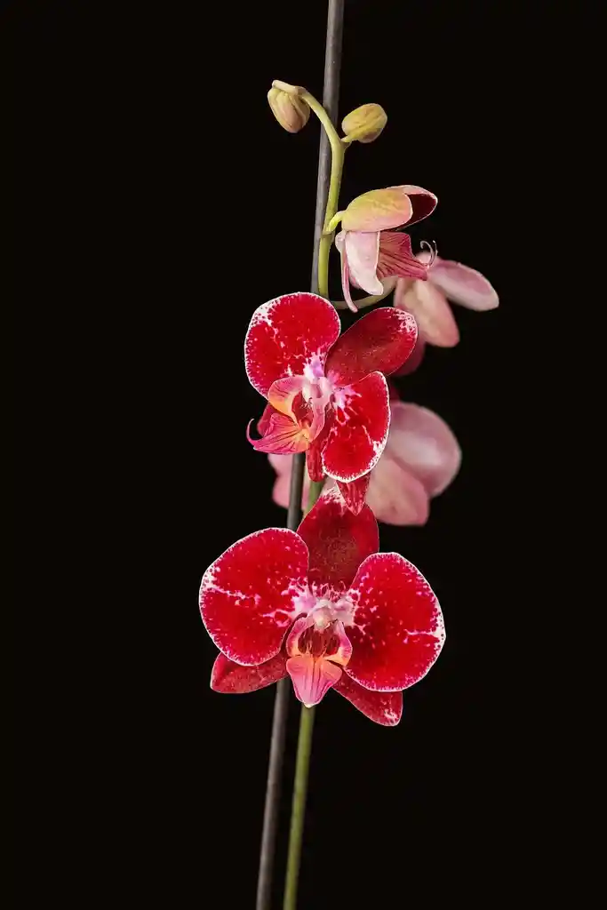 Orquidea Grande De 1 Varas Morada Con Matera Blanca