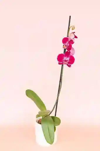 Orquidea Grande De 1 Varas Morada Con Matera Blanca