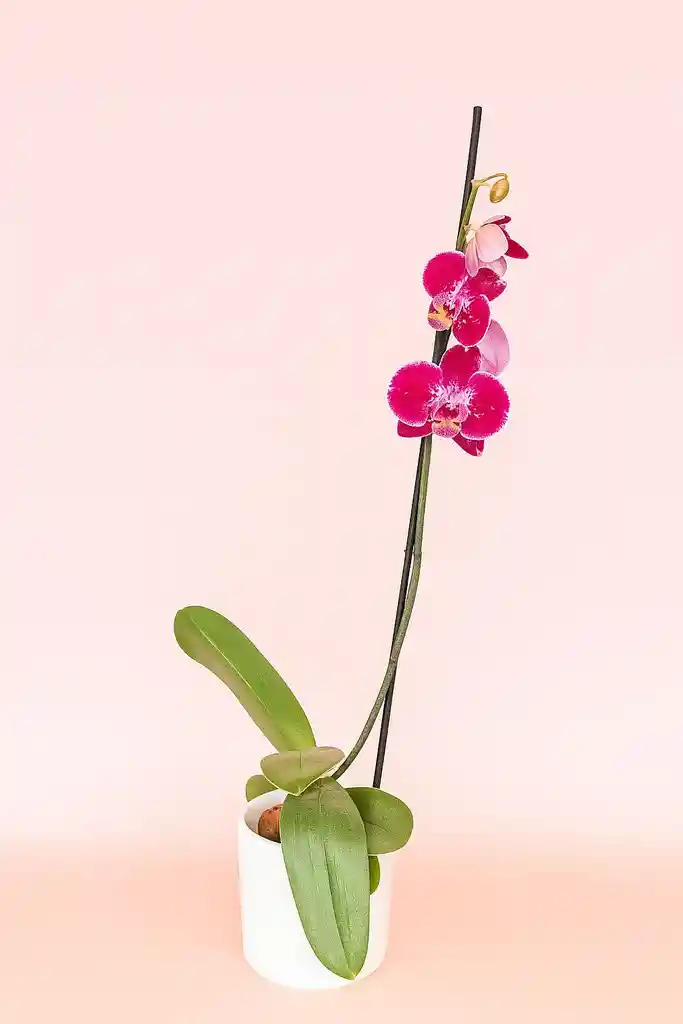 Orquidea Grande De 1 Varas Morada Con Matera Blanca