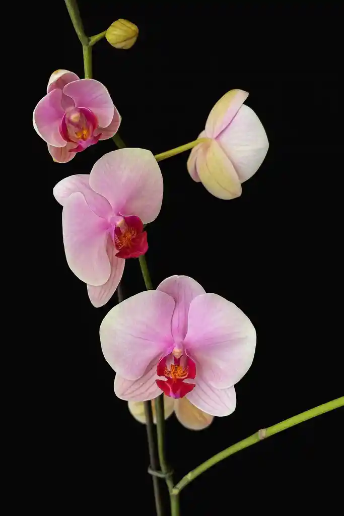 Orquidea Grande De 2 Varas Rosada Con Matera Taupe Altura Promedio 55 Cm.