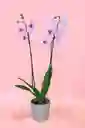 Orquidea Grande De 2 Varas Rosada Con Matera Taupe Altura Promedio 55 Cm.