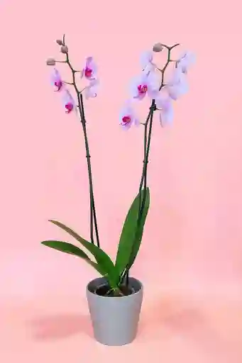 Orquidea Grande De 2 Varas Rosada Con Matera Taupe Altura Promedio 55 Cm.