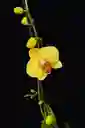 Orquidea Grande De 2 Varas Amarilla Con Matera Blanca