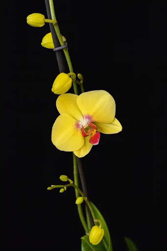 Orquidea Grande De 2 Varas Amarilla Con Matera Blanca