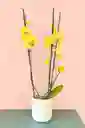 Orquidea Grande De 2 Varas Amarilla Con Matera Blanca